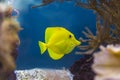 Ã¢â¬ËBubblesÃ¢â¬â¢ the yellow tang Royalty Free Stock Photo